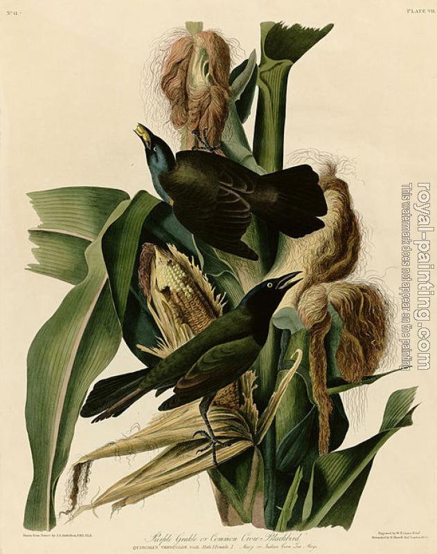 John James Audubon : Purple grakle or common crow blackbird, Plate 7